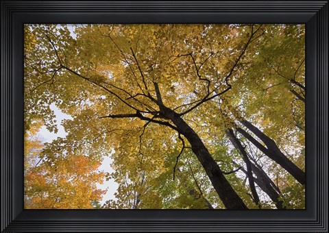 Framed Yellow Fall Trees From Below II Print