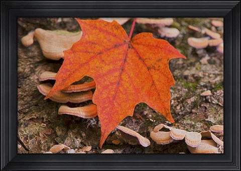 Framed Fallen Red Leaf Print