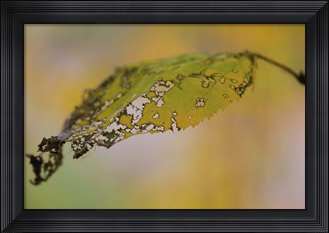 Framed Green And Yellow Leaf Closeup Print