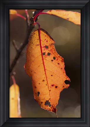 Framed Orange Fall Leaf Hanging Print