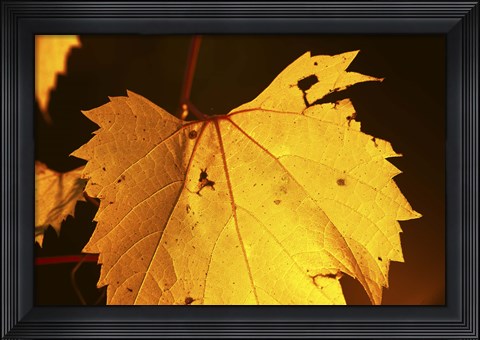 Framed Yellow Fall Leaf Hanging Print