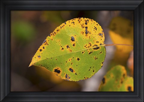 Framed Green Leaf With Black Specks Print