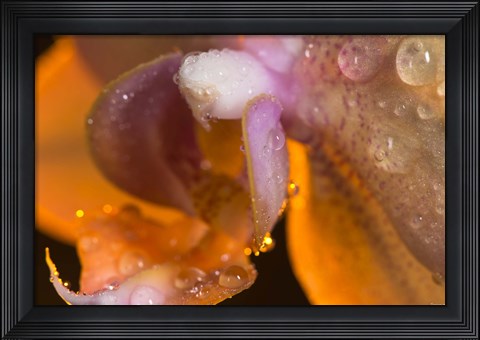 Framed Dew On Pink Spotted Flower Print