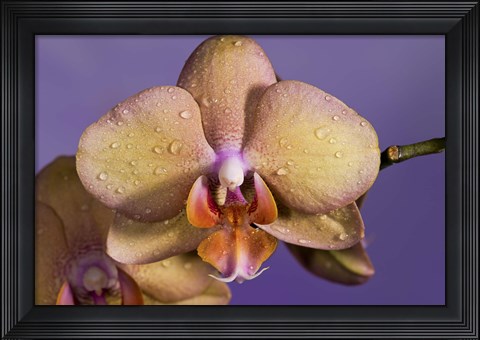 Framed Pink Spotted Flower Print