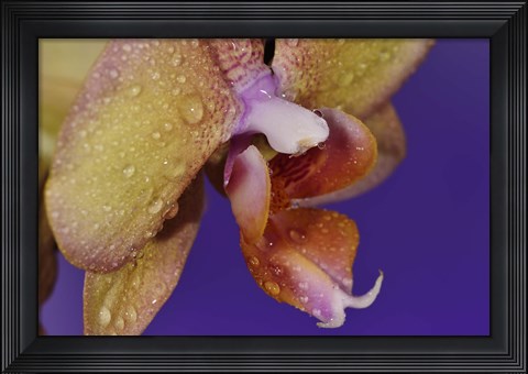 Framed Dew On Pink Spotted Flower Closeup Print