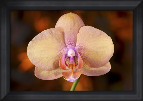 Framed Pink Spotted Flower On Red Print