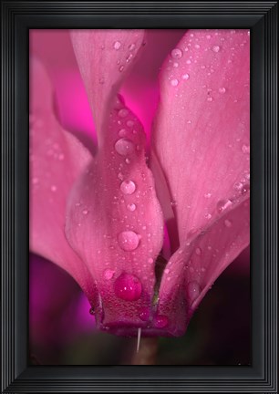 Framed Dew On Magenta Cyclamen Flower Print