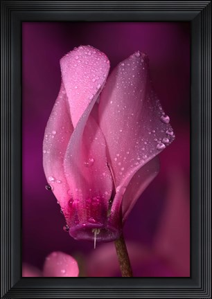 Framed Pink Cyclamen Flower On Stem Print