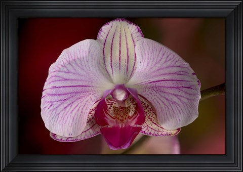 Framed Purple And White Spotted Flower Print