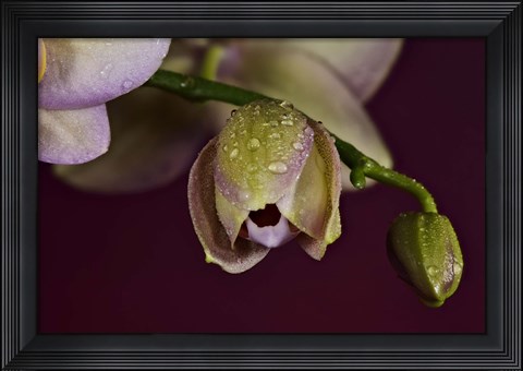 Framed Pink And Yellow Spotted Flower Buds Print