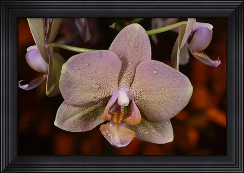 Framed Pink And Yellow Spotted Flower With Dew II Print