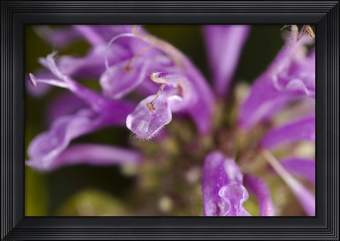 Framed Purple Flower Petals Closeup Print