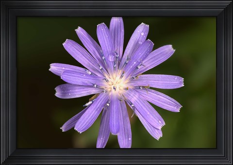 Framed Purple Flower Petals And Dew Closeup I Print