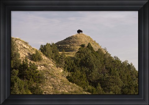 Framed Bison On Mountain Print