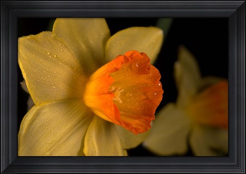Framed Orange And Yellow Flower Side View Print