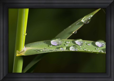 Framed Leaf And Stem With Dew Print