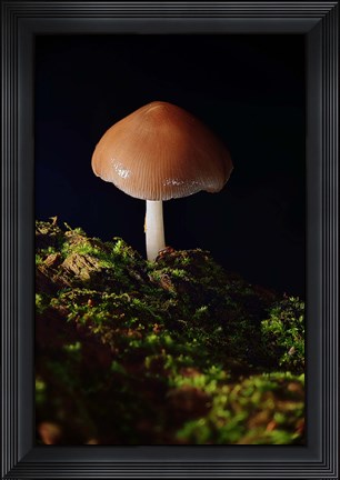 Framed Red Mushroom And Green Moss Print