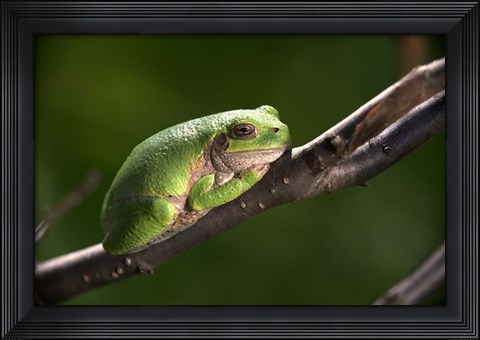 Framed Green Frog On Tree Branch Print