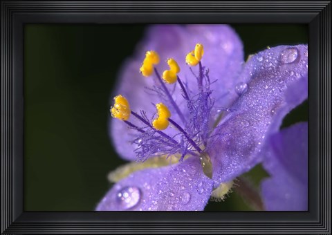 Framed Purple And Yellow Flower After Rain I Print