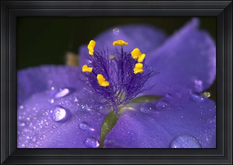 Framed Purple And Yellow Flower After Rain II Print