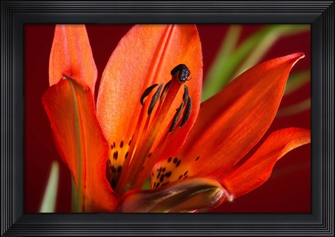 Framed Red Lily With Black Specks Print