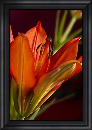 Framed Red And Black Lily Print