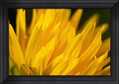 Framed Blue Dragonfly On Green Stem Print