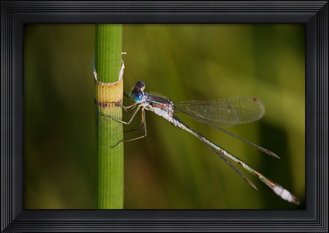 Framed Green Leaves And White Berries Print