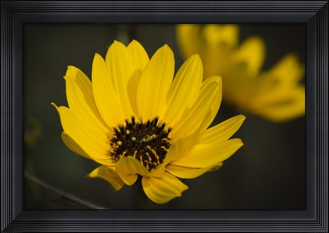Framed Yellow And Black Flower Bloom Print