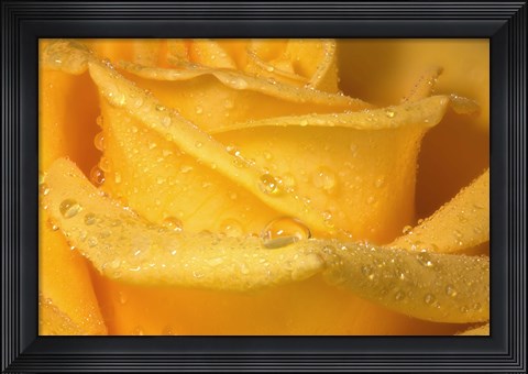 Framed Yellow Rose And Dew Closeup Print