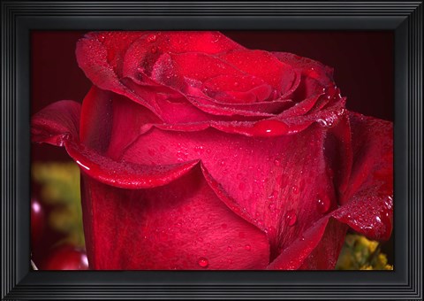 Framed Red Rose And Dew Closeup Print