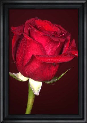Framed Red Rose And Raindrops Print