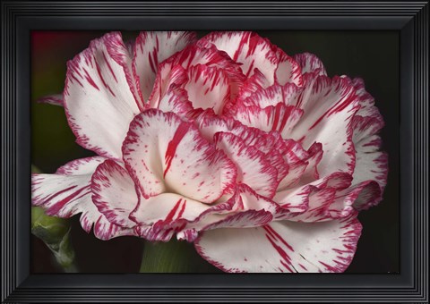 Framed Pink And White Carnation Print