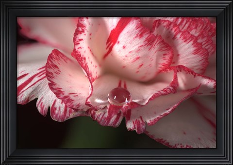 Framed Red And White Carnation And Raindrop Print