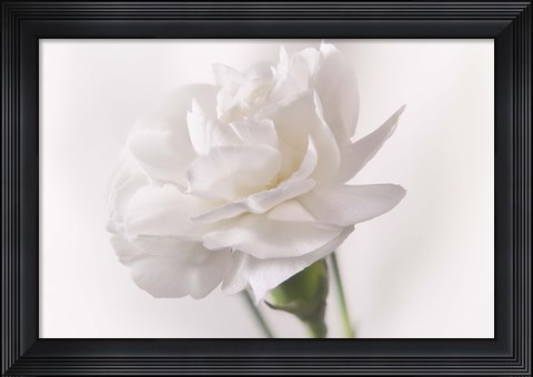 Framed White Flower On Stem Print