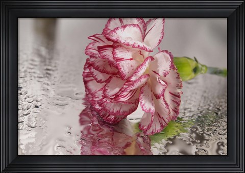 Framed Pink And White Carnation Reflected Print