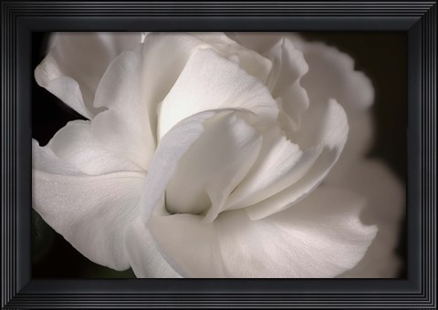 Framed White Flower Closeup Print