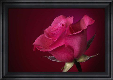 Framed Red Rose On Red Print