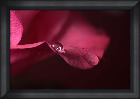 Framed Red Rose Petal And Two Raindrops Print