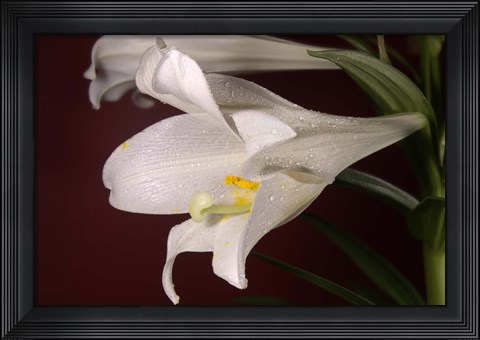 Framed White Lily On Red Print