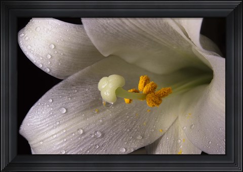 Framed White Lily Closeup Print