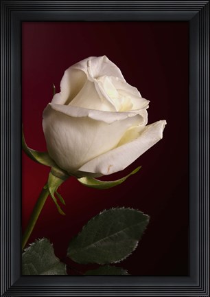 Framed White Rose On Red Print
