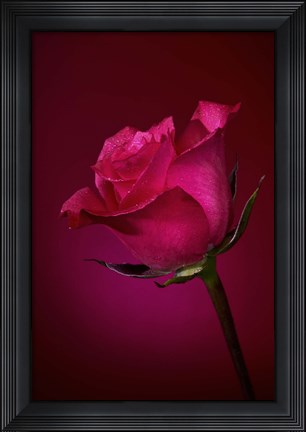Framed Red Rose On Red Glow Print