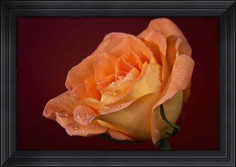 Framed Orang Rose On Red Glow Closeup Print