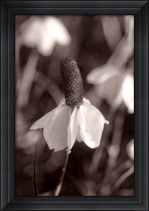 Framed White Flower Bloom Black And White II Print