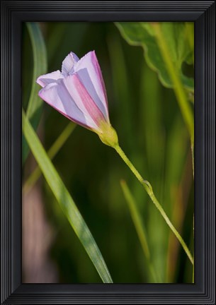 Framed Pink And Purple Flower Print