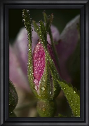 Framed Pink Flower Bud And Dew Print