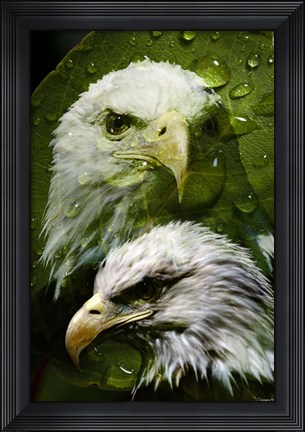 Framed American Bald Eagle III Print