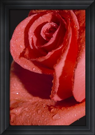 Framed Rose Red II Print