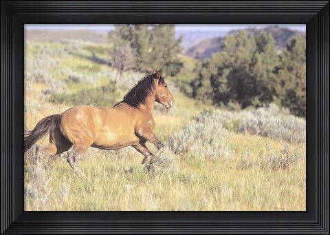 Framed Wild Horses 1 Print